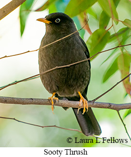 Sooty Thrush - &copy; James F Wittenberger and Exotic Birding LLC