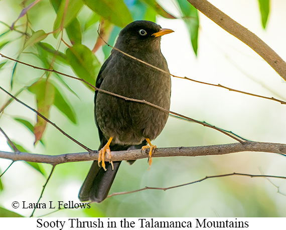 Sooty Thrush - &copy; James F Wittenberger and Exotic Birding LLC