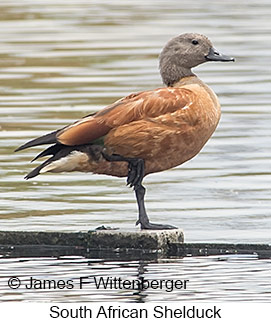 South African Shelduck - © James F Wittenberger and Exotic Birding LLC