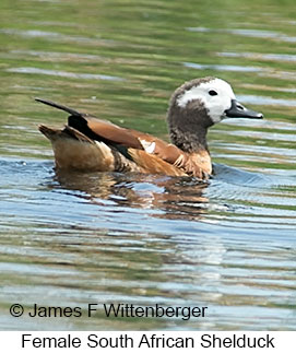 South African Shelduck - &copy; James F Wittenberger and Exotic Birding LLC