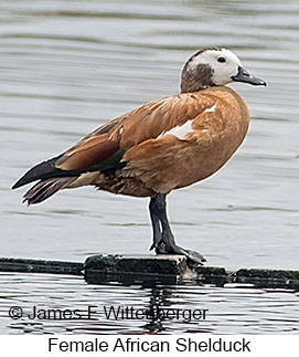 South African Shelduck - © James F Wittenberger and Exotic Birding LLC