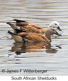 South African Shelduck - &copy; James F Wittenberger and Exotic Birding LLC