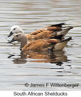 South African Shelduck - © James F Wittenberger and Exotic Birding LLC