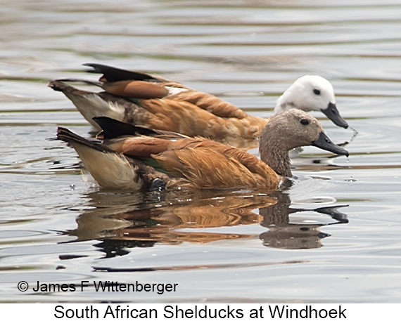 South African Shelduck - © James F Wittenberger and Exotic Birding LLC