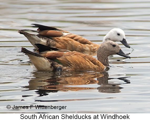 South African Shelduck - © James F Wittenberger and Exotic Birding LLC South African Shelduck - © James F Wittenberger and Exotic Birding LLC