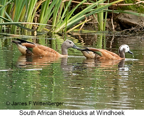 South African Shelduck - © James F Wittenberger and Exotic Birding LLC South African Shelduck - © James F Wittenberger and Exotic Birding LLC
