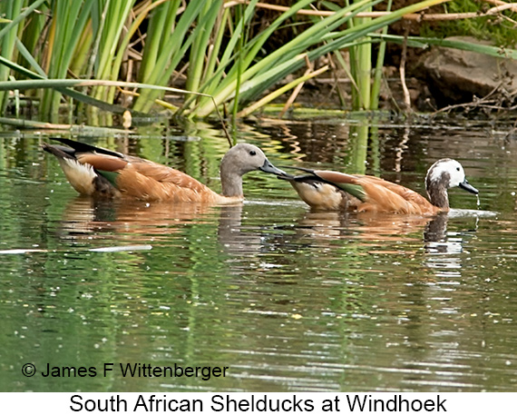 South African Shelduck - © James F Wittenberger and Exotic Birding LLC