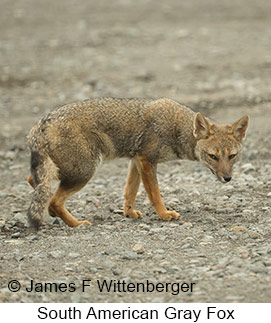 South American Gray Fox - © James F Wittenberger and Exotic Birding LLC South American Gray Fox - © James F Wittenberger and Exotic Birding LLC
