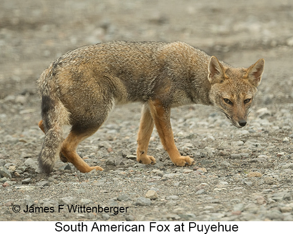 South American Gray Fox - © James F Wittenberger and Exotic Birding LLC South American Gray Fox - © James F Wittenberger and Exotic Birding LLC