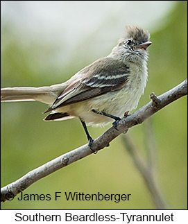 Southern Beardless-Tyrannulet - © James F Wittenberger and Exotic Birding LLC Southern Beardless-Tyrannulet - © James F Wittenberger and Exotic Birding LLC