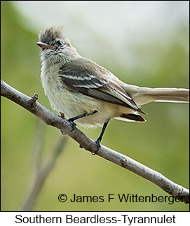 Southern Beardless-Tyrannulet - © James F Wittenberger and Exotic Birding LLC