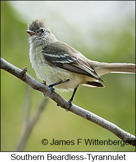 Southern Beardless-Tyrannulet - © James F Wittenberger and Exotic Birding LLC Southern Beardless-Tyrannulet - © James F Wittenberger and Exotic Birding LLC