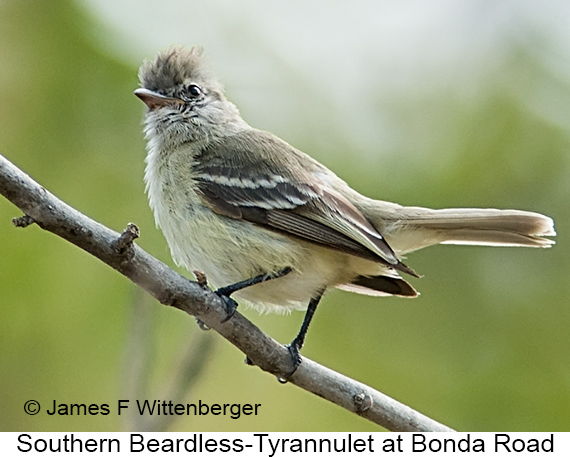 Southern Beardless-Tyrannulet - © James F Wittenberger and Exotic Birding LLC