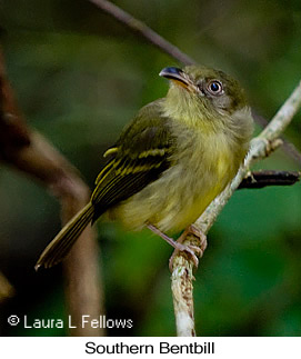 Southern Bentbill - &copy; Laura L Fellows and Exotic Birding Tours