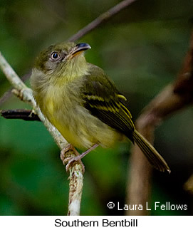 Southern Bentbill - &copy; Laura L Fellows and Exotic Birding Tours