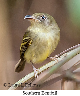 Southern Bentbill - © Laura L Fellows and Exotic Birding LLC