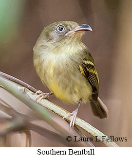 Southern Bentbill - © Laura L Fellows and Exotic Birding LLC