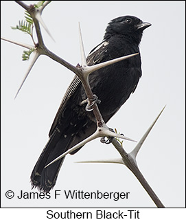 Southern Black-Tit - © James F Wittenberger and Exotic Birding LLC