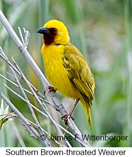 Southern Brown-throated Weaver - © James F Wittenberger and Exotic Birding LLC