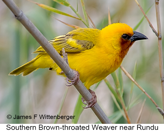 Southern Brown-throated Weaver - © James F Wittenberger and Exotic Birding LLC