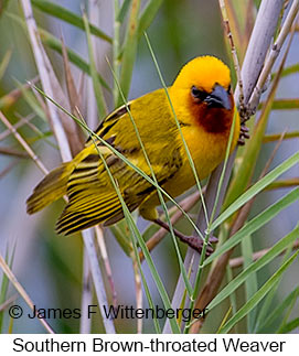 Southern Brown-throated Weaver - © James F Wittenberger and Exotic Birding LLC