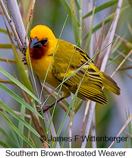 Southern Brown-throated Weaver - © James F Wittenberger and Exotic Birding LLC