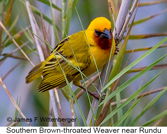 Southern Brown-throated Weaver - © James F Wittenberger and Exotic Birding LLC