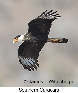 Southern Caracara - © James F Wittenberger and Exotic Birding LLC Southern Caracara - © James F Wittenberger and Exotic Birding LLC