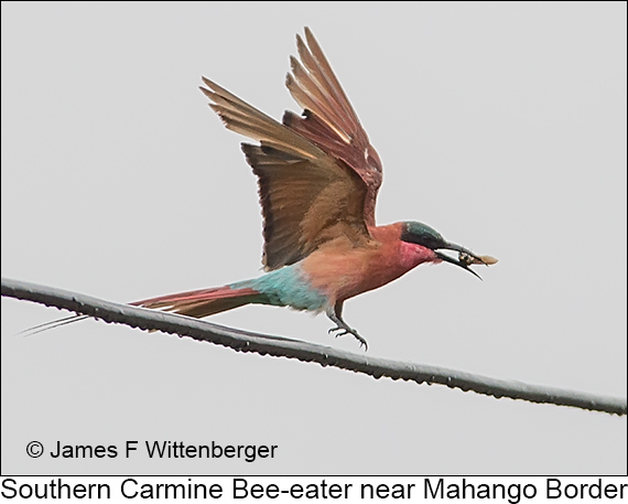 Southern Carmine Bee-eater - © James F Wittenberger and Exotic Birding LLC