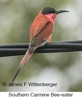 Southern Carmine Bee-eater - © James F Wittenberger and Exotic Birding LLC
