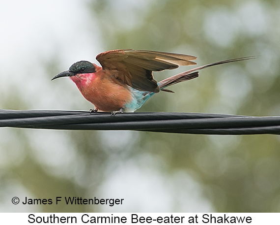 Southern Carmine Bee-eater - © James F Wittenberger and Exotic Birding LLC