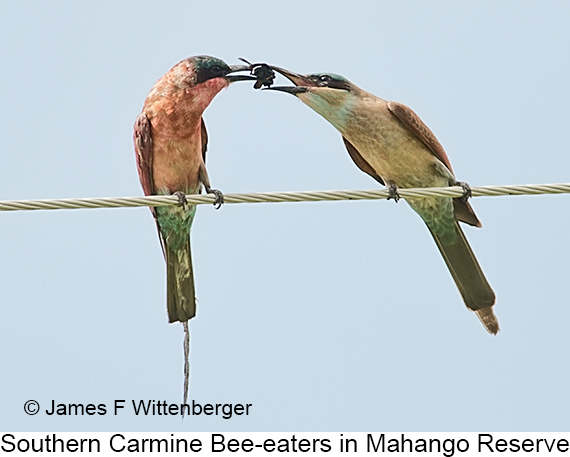 Southern Carmine Bee-eater - © James F Wittenberger and Exotic Birding LLC