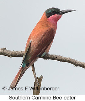 Southern Carmine Bee-eater - © James F Wittenberger and Exotic Birding LLC