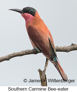 Southern Carmine Bee-eater - © James F Wittenberger and Exotic Birding LLC