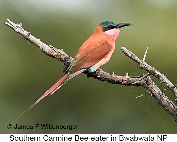 Southern Carmine Bee-eater - © James F Wittenberger and Exotic Birding LLC