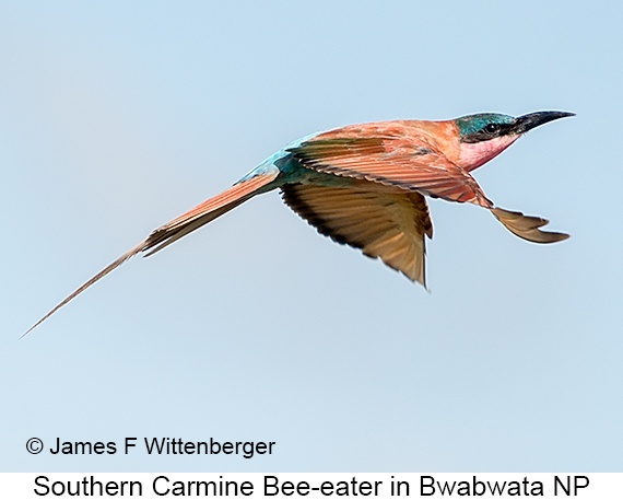 Southern Carmine Bee-eater - © The Photographer and Exotic Birding LLC