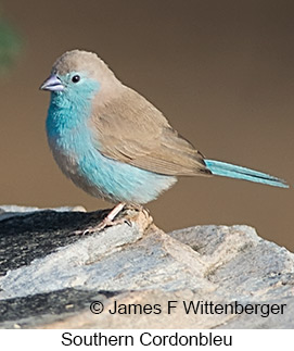 Southern Cordonbleu - © James F Wittenberger and Exotic Birding LLC