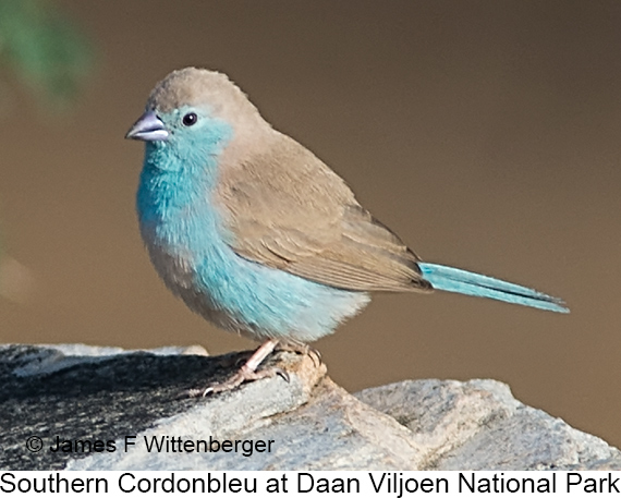 Southern Cordonbleu - © James F Wittenberger and Exotic Birding LLC Southern Cordonbleu - © James F Wittenberger and Exotic Birding LLC