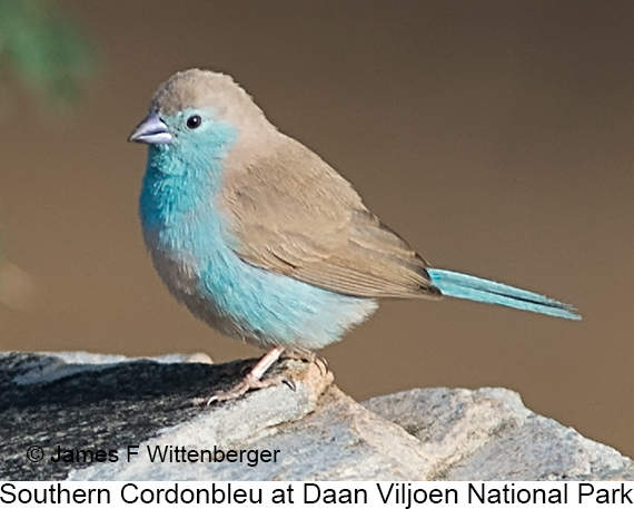 Southern Cordonbleu - © James F Wittenberger and Exotic Birding LLC