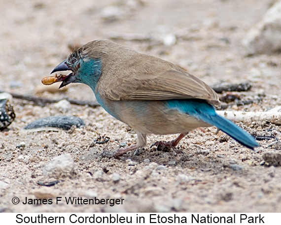 Southern Cordonbleu - © The Photographer and Exotic Birding LLC