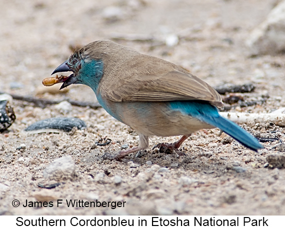 Southern Cordonbleu - © James F Wittenberger and Exotic Birding LLC Southern Cordonbleu - © James F Wittenberger and Exotic Birding LLC