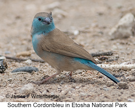 Southern Cordonbleu - © James F Wittenberger and Exotic Birding LLC