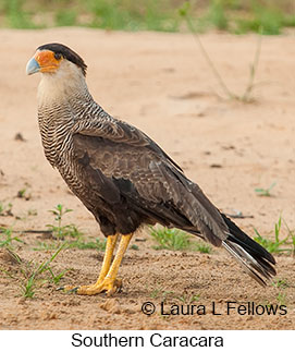 Southern Caracara - &copy; Laura L Fellows and Exotic Birding Tours
