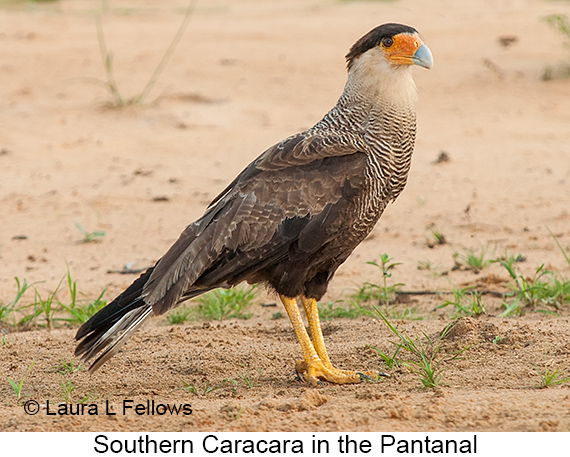 Southern Caracara - © Laura L Fellows and Exotic Birding LLC