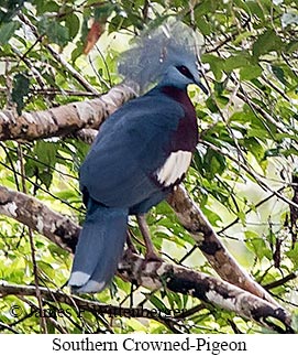 Southern-crowned Pigeon - © James F Wittenberger and Exotic Birding LLC