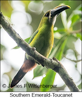 Southern Emerald-Toucanet - © James F Wittenberger and Exotic Birding LLC