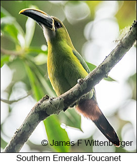 Southern Emerald-Toucanet - © James F Wittenberger and Exotic Birding LLC
