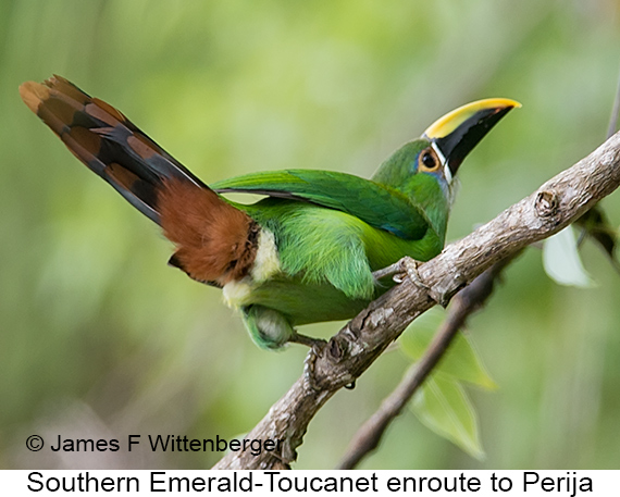Southern Emerald-Toucanet - © James F Wittenberger and Exotic Birding LLC Southern Emerald-Toucanet - © James F Wittenberger and Exotic Birding LLC