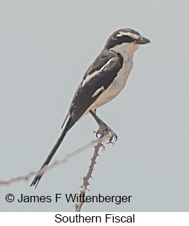 Southern Fiscal - © James F Wittenberger and Exotic Birding LLC