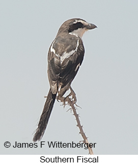 Southern Fiscal - © James F Wittenberger and Exotic Birding LLC